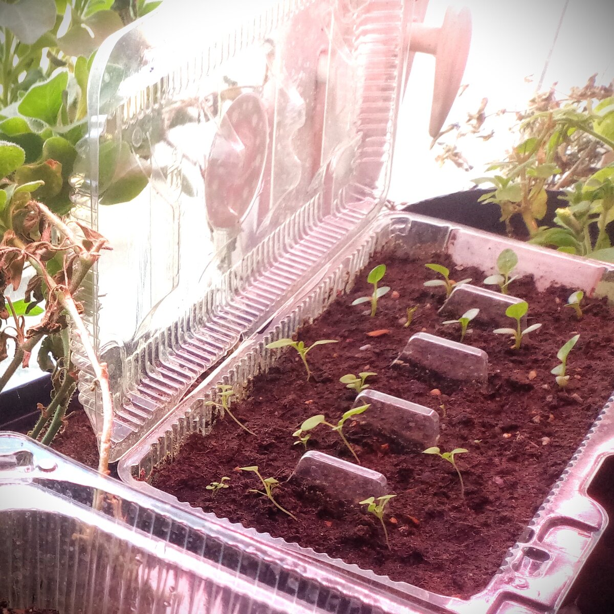 Вырастили по паре настоящих листьев. 8 апреля