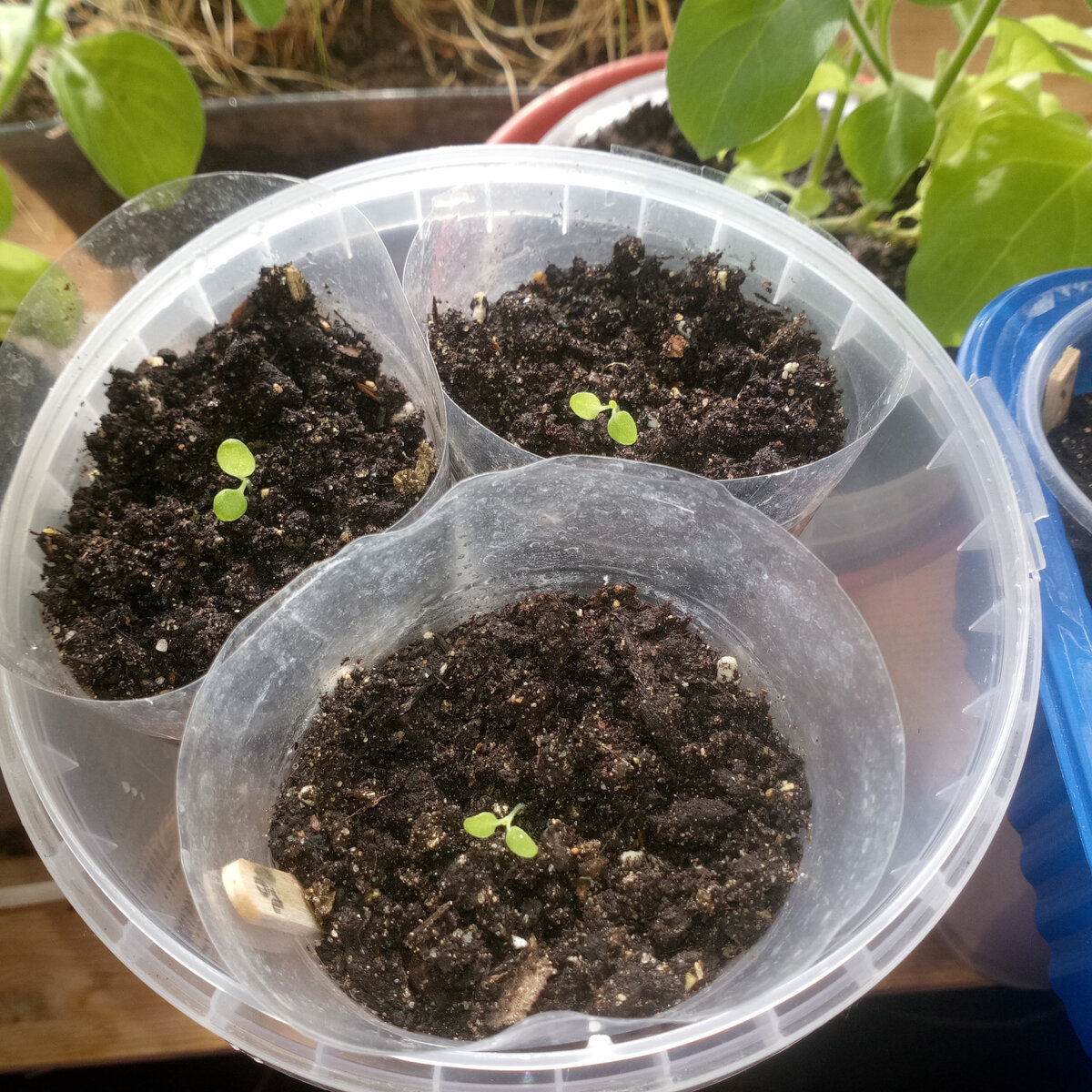 Нынешний год. 4 марта