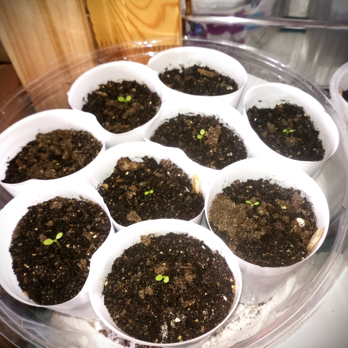 Крышки от торта очень удобны в качестве подднов! :) 4 марта