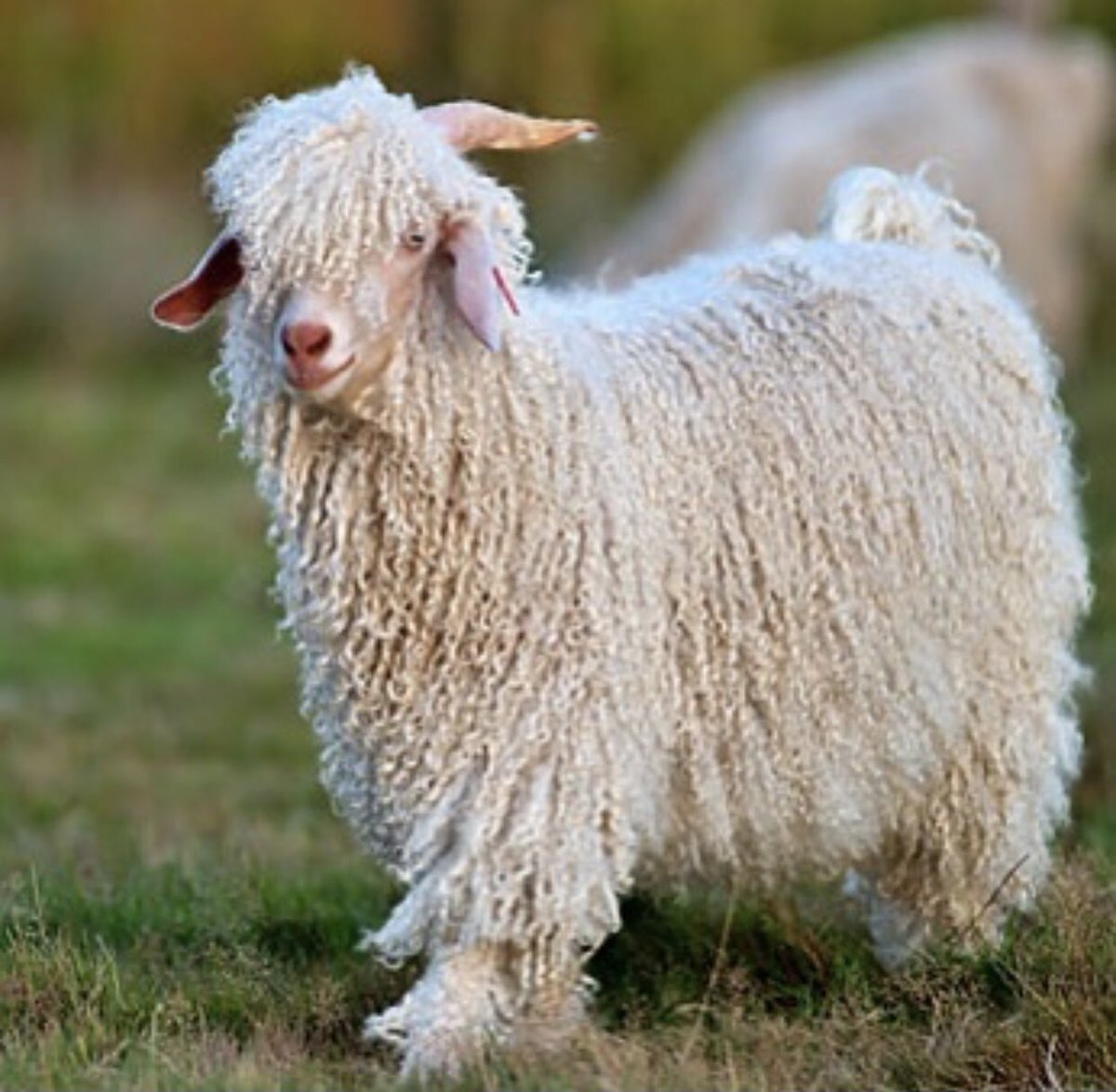 Ангорская коза.