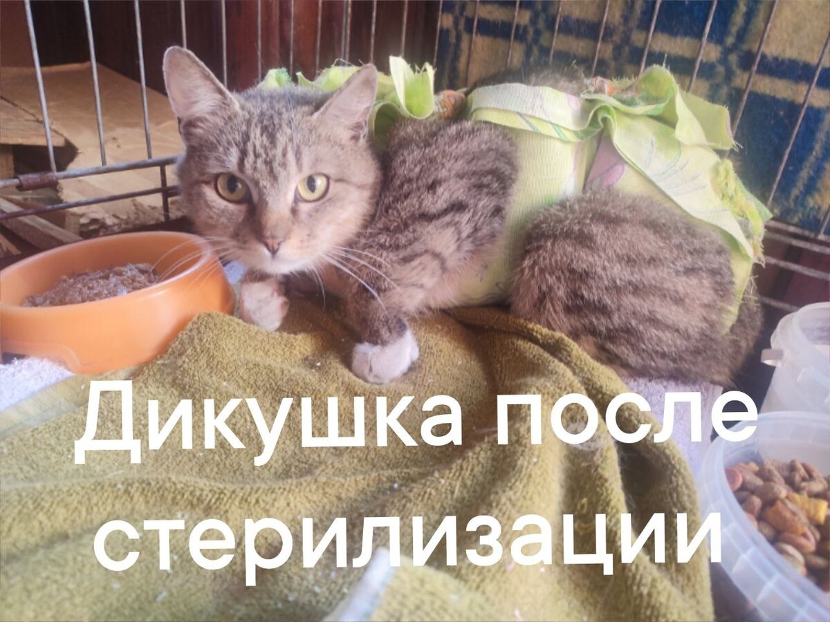 Котик <b>Март</b> стал <b>мартовским</b> подарком сразу для двух волонтеров.