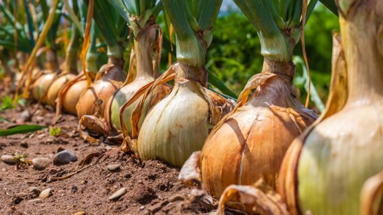    Агроном дал советы, как вырастить из семян крупный репчатый лук за один сезон Ирина Петрова