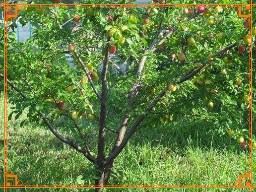 Фото из Интернета. Алыча сорт Путешественница