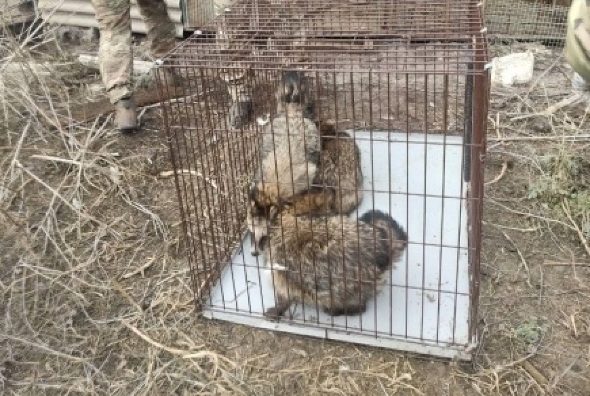    В Воронежский зоопарк прибыли животные из зоны СВО