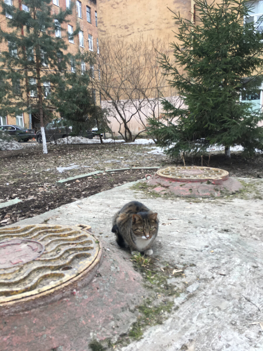 МЕСТО В СЕРДЦЕ. Петроградская сторона, дом на улице Чапаева | Катерина о  Петербурге | Дзен