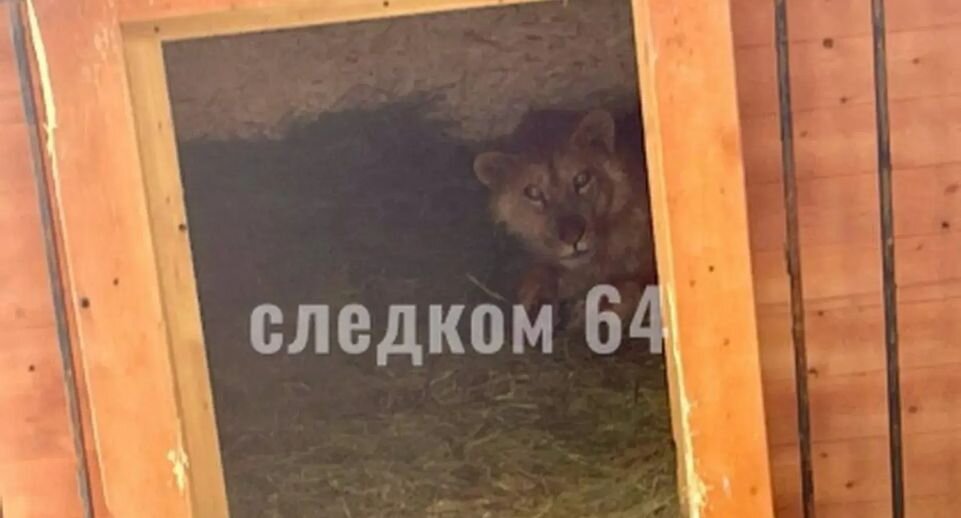    пресс-служба СУ СК по Саратовской области