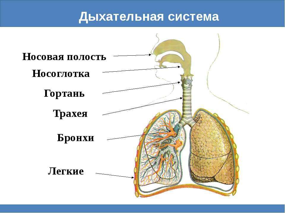 Схема дыхательной системы. Система органов дыхания схема. Строение дыхательной системы человека схема. Схема дыхательной системы рисунок.