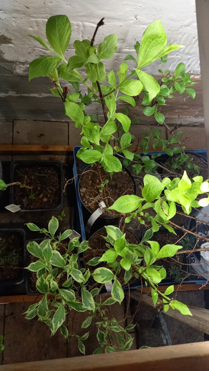 Растения на "передержке" уже выглядят вот так. На фото вейгелы.