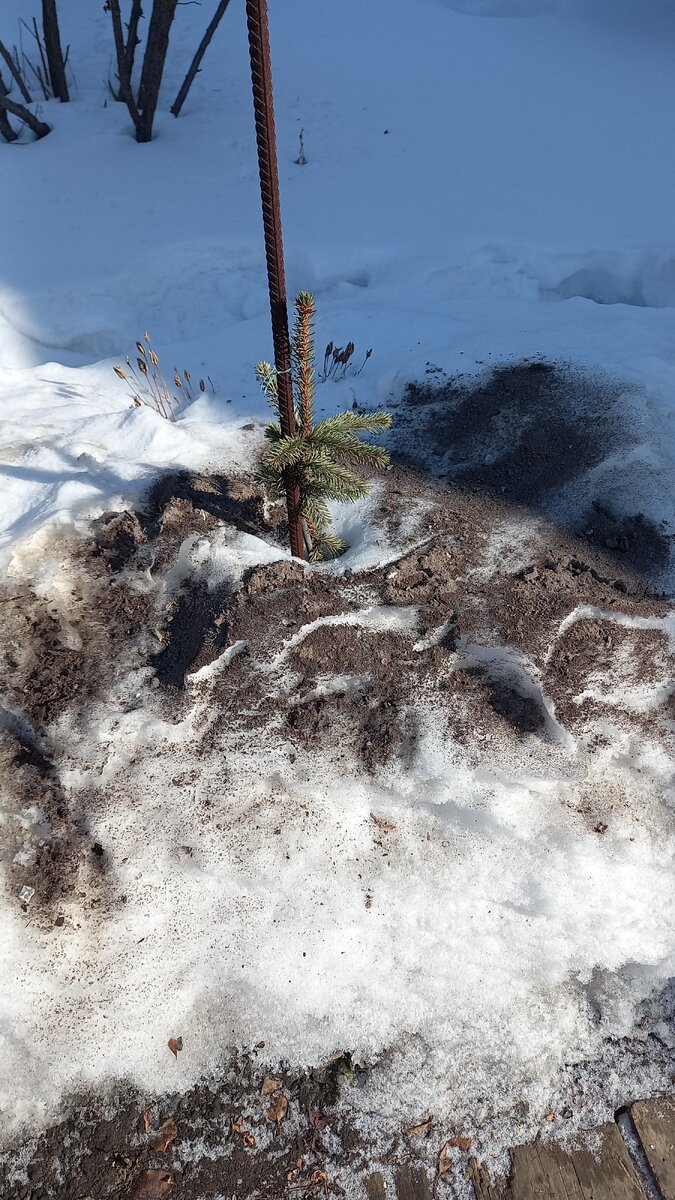 Ель Элегантиссима.