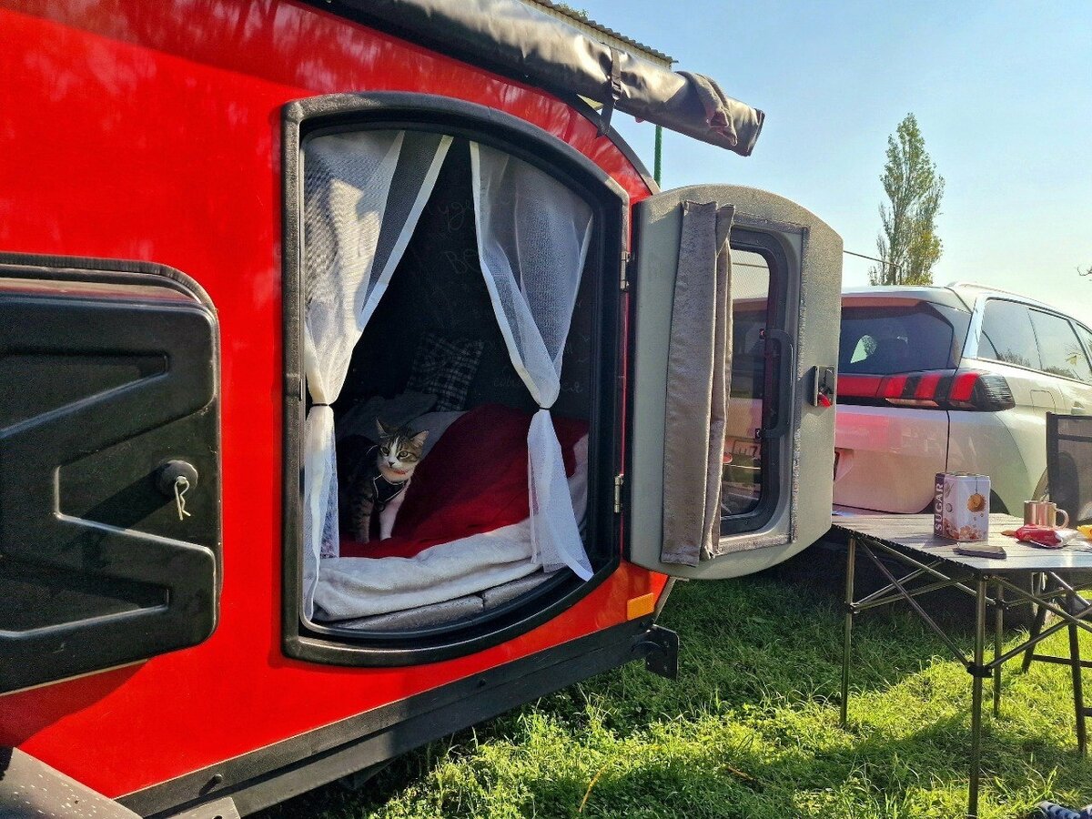 Свободно путешествовать любят даже котики)