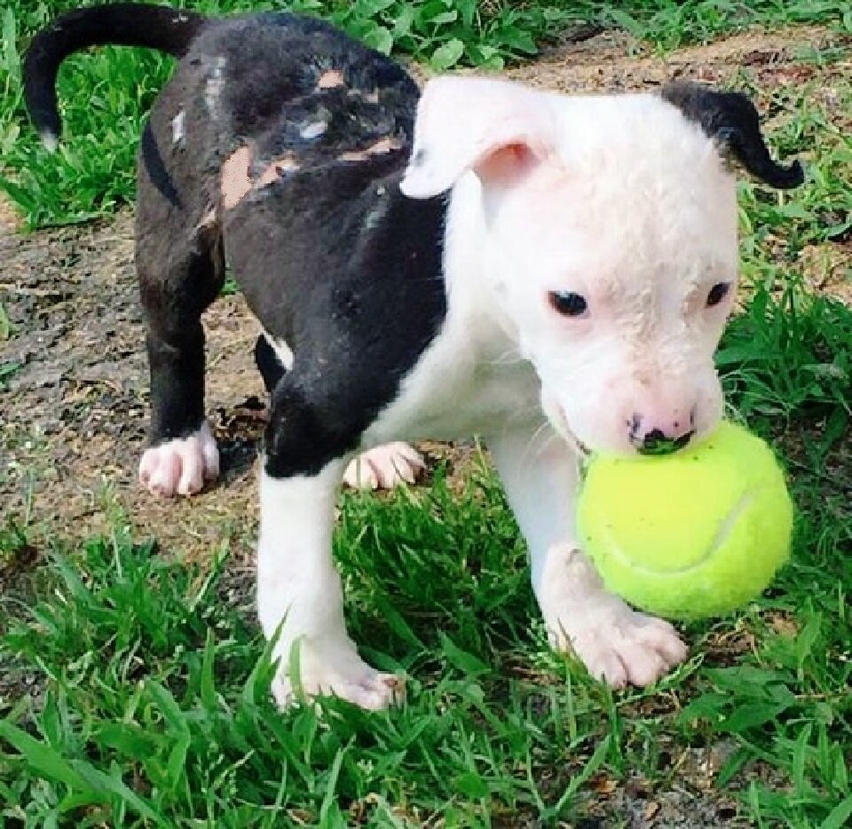 Собака, спасенная мужчиной