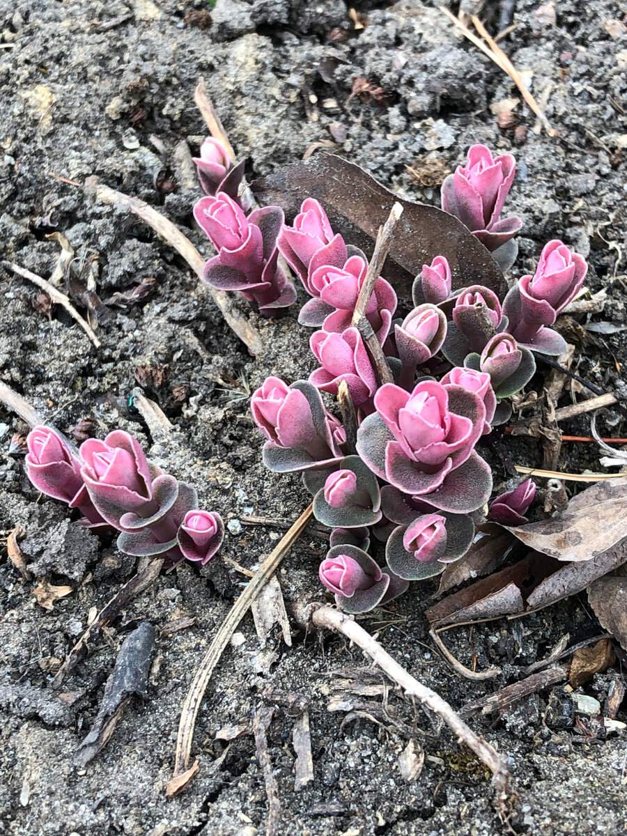 Очиток гибридный 'Pinky'