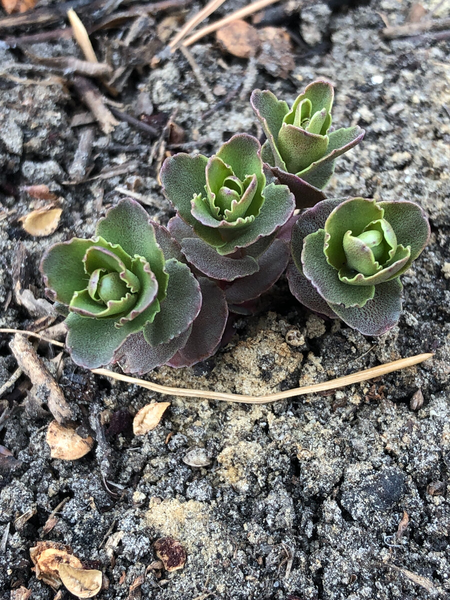 Очиток видный 'Matrona'