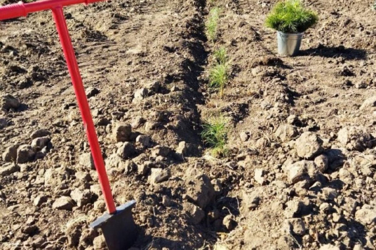    Более 1000 гектаров в Оренбуржье займёт молодой лес