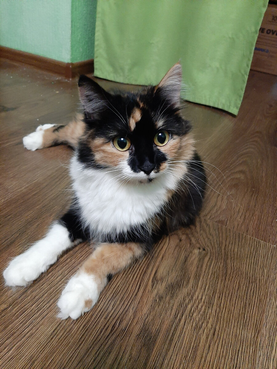 Изя, она же Плюша