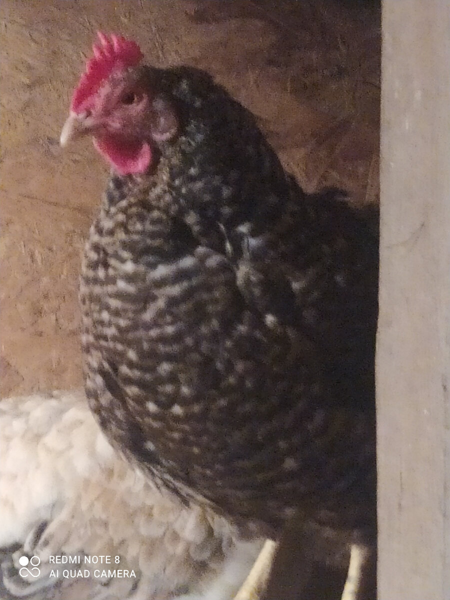 Фото не очень получились. Курятник плохо освещён. 