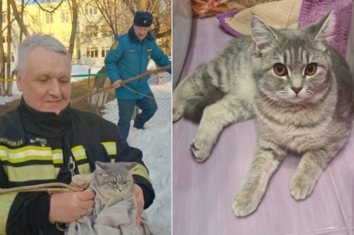    В Тверской области волонтёры ищут дом спасённой с дерева кошке