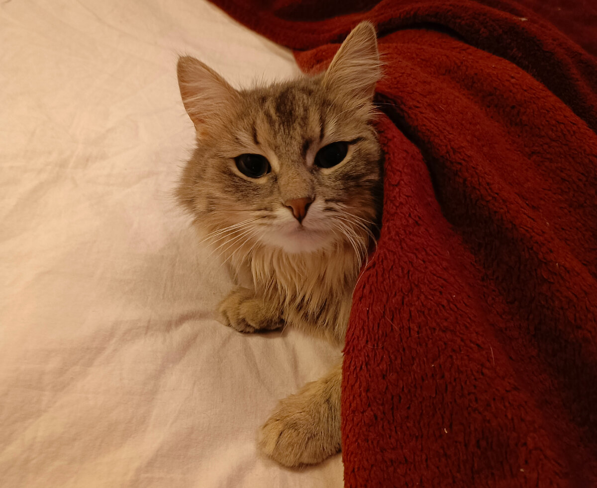 А что случилось? Беся размышляет, стоило ли вылезать из-под одеяла.