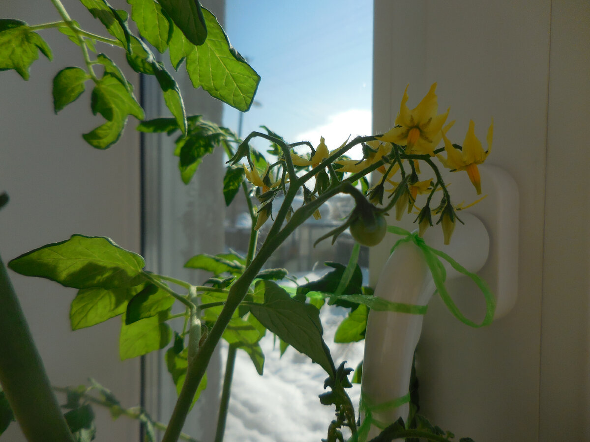 Вторая кисть по высоте