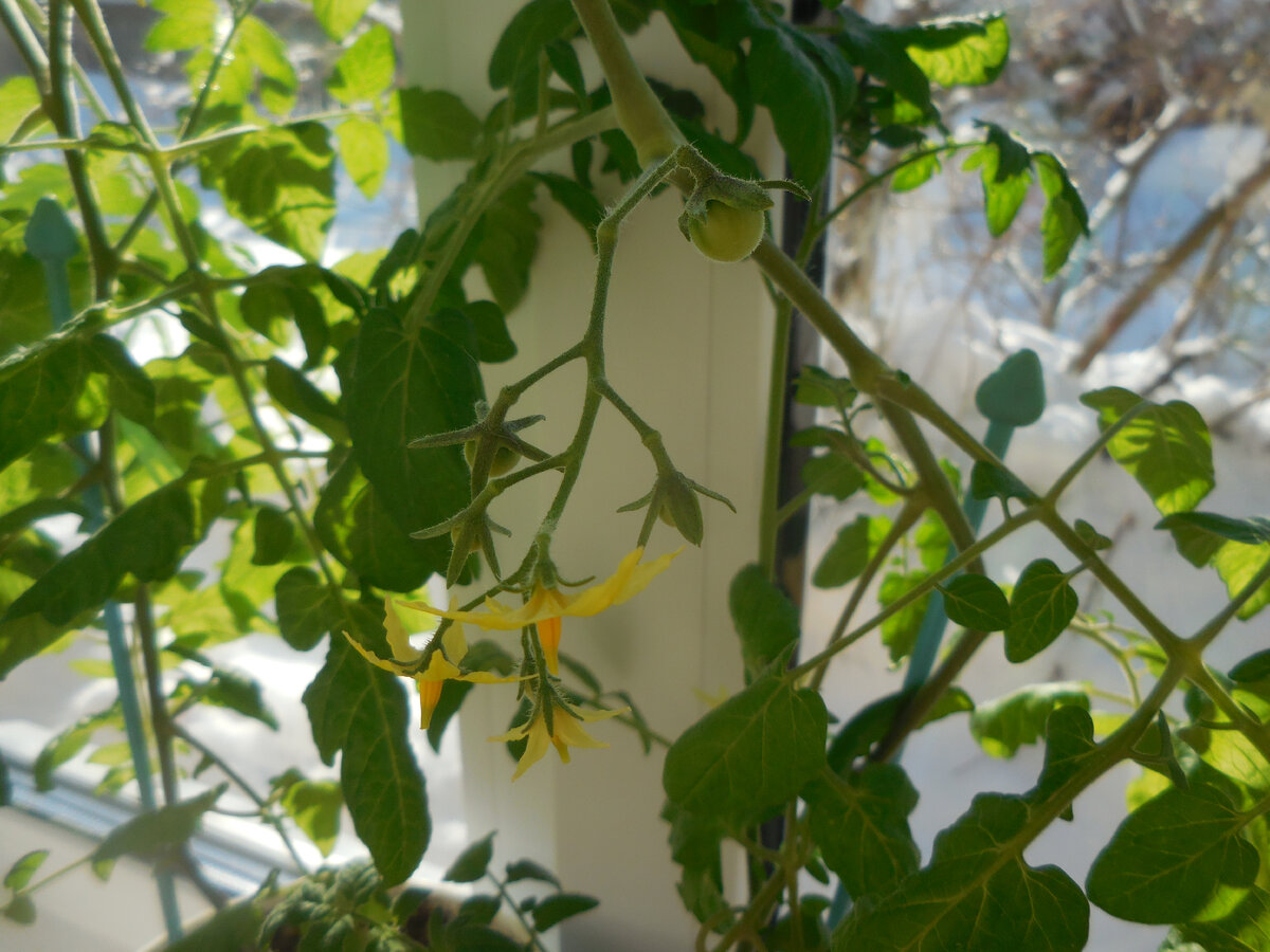 Первая завязавшаяся кисть