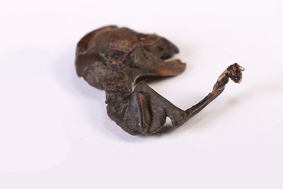 Найденный рыбаком "пришелец"