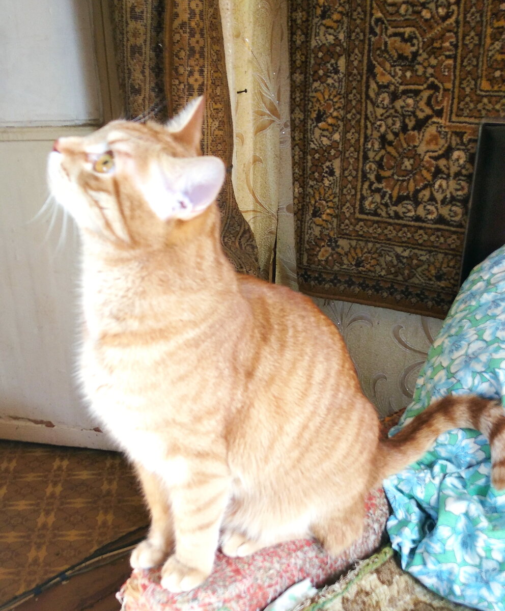 Личное  фото.