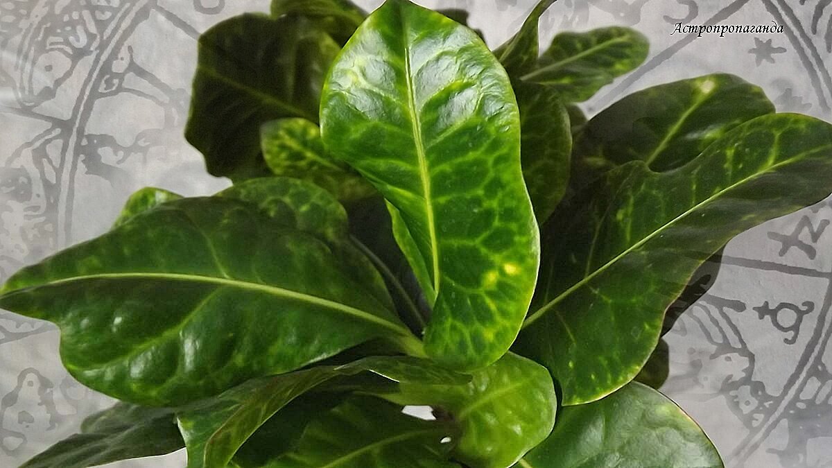 Гороскоп с 11 по 17 марта 2024: легко воодушевиться, легко и ошибиться. 