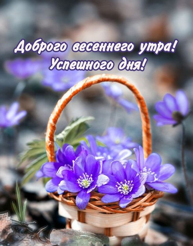 Мартовский воздух - целебен! Он не содержит микробов, снижает содержание холестерина. Наступает пора сбора сосновых почек. Чудотворна мартовская веточка сосны, принесённая домой. Она очищает застоявшийся за зиму воздух, даёт нашему дыханию лёгкость. А как незаменимы сосновые почки при простуде! Всего-то нужно запарить щепотку липких почек, пахнущих сосняком, и наклонившись, вдыхать целебный пар! Будьте здоровы, дорогие читатели! 