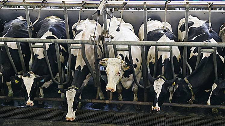    TASS Высокотехнологичного продукта из молока будет много