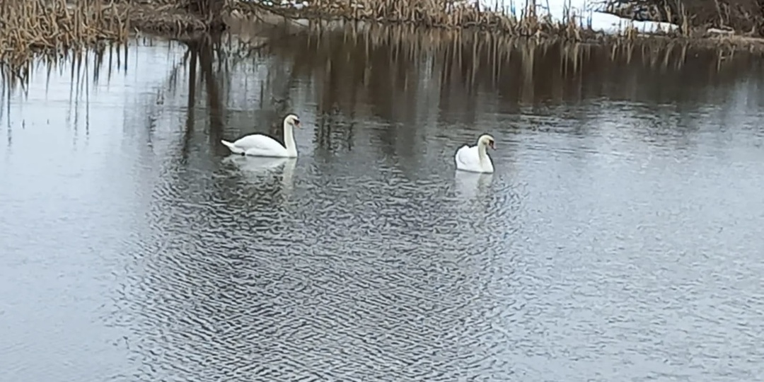 Весна опаздывает. Лебеди бьются о лед. Пчелы не испражнились