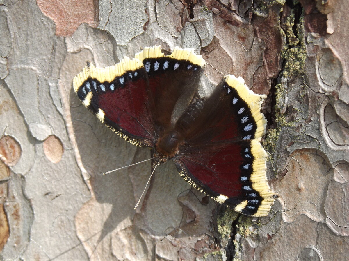 - А может быть, не стоит?