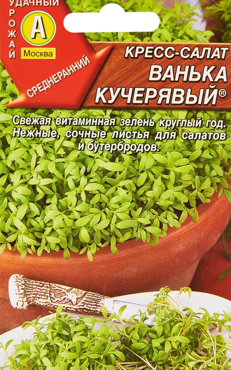 Что посадить на подоконнике в детском саду: готовые решения для младшей,  средней, старшей и подготовительной групп | Методист в отставке 🤍 | Дзен