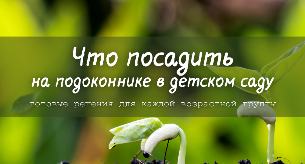 Что посадить на подоконнике в детском саду: готовые решения для младшей, средней, старшей и подготовительной групп