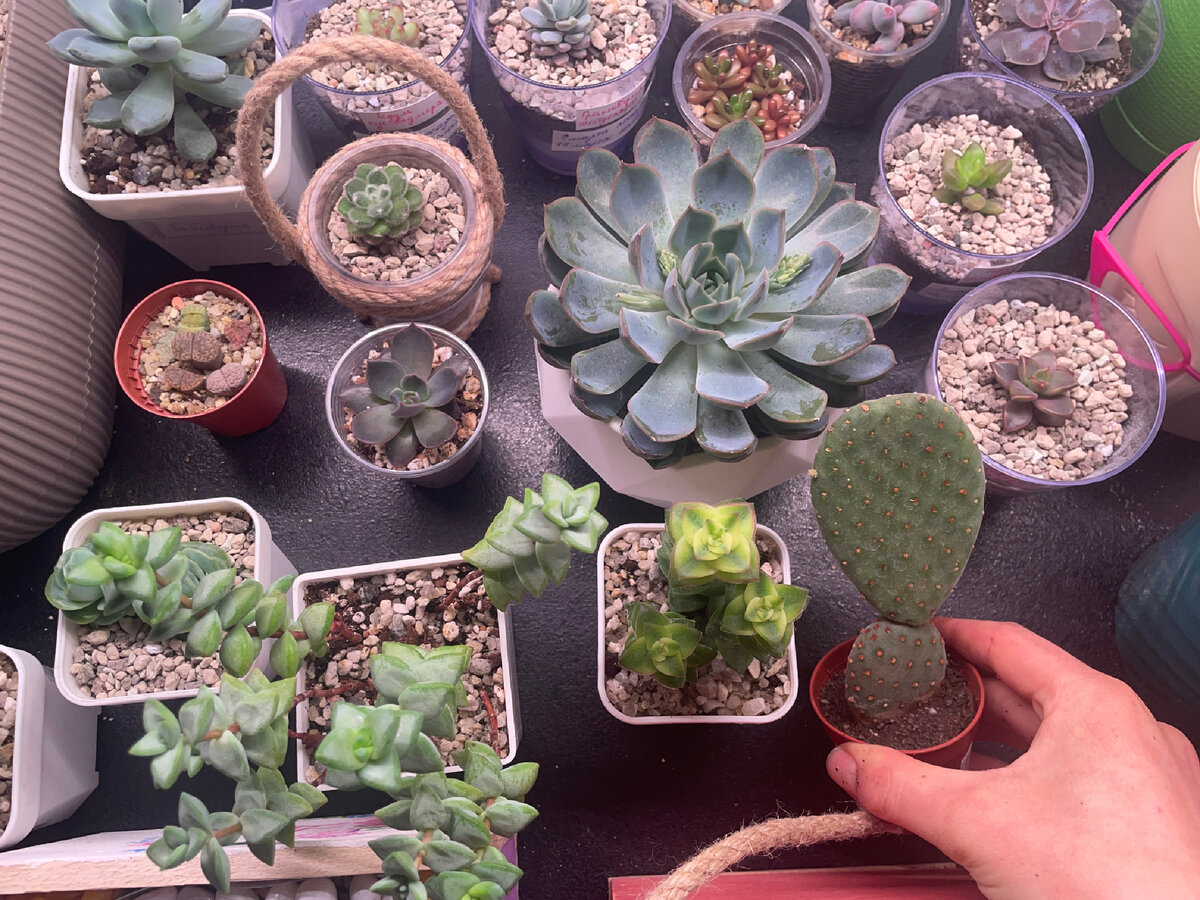 Суккуленты 