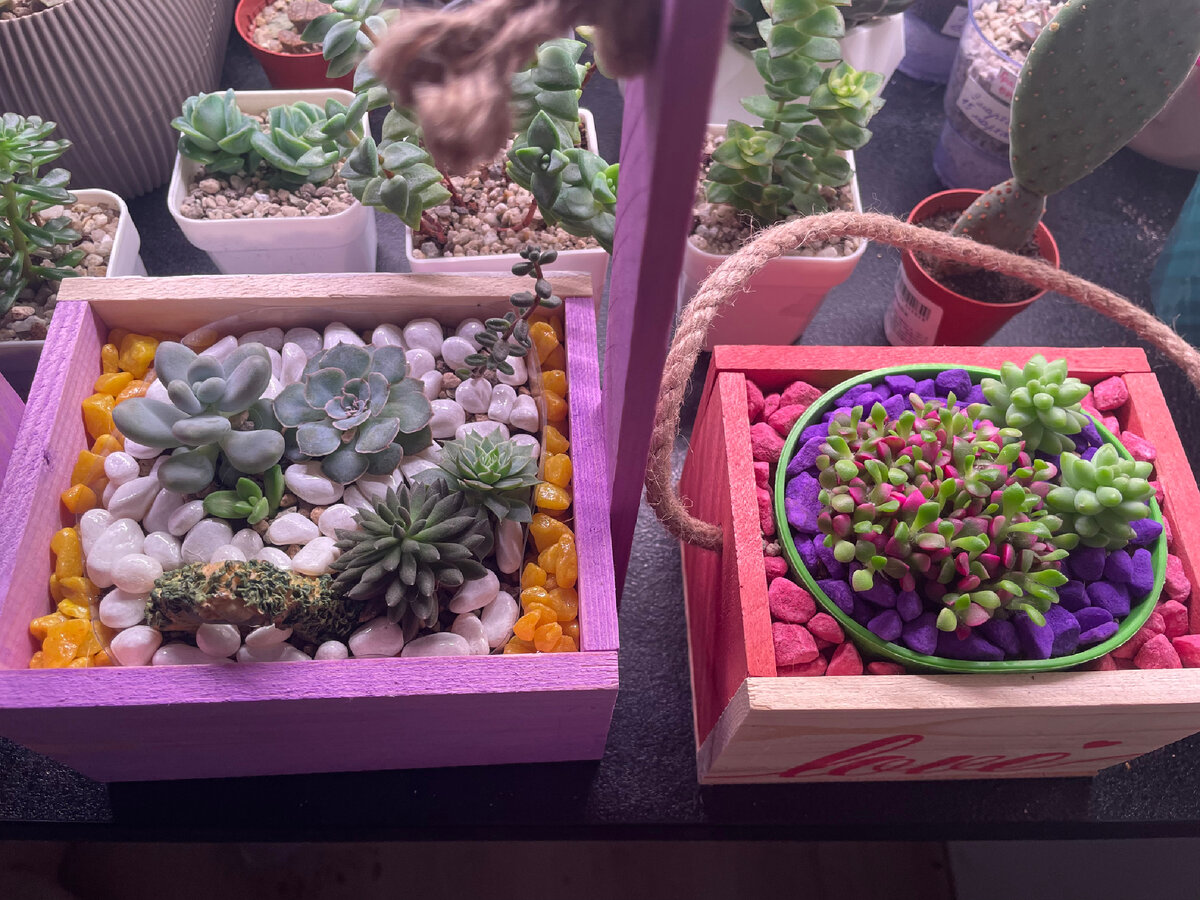 Мои композиции из суккулентов