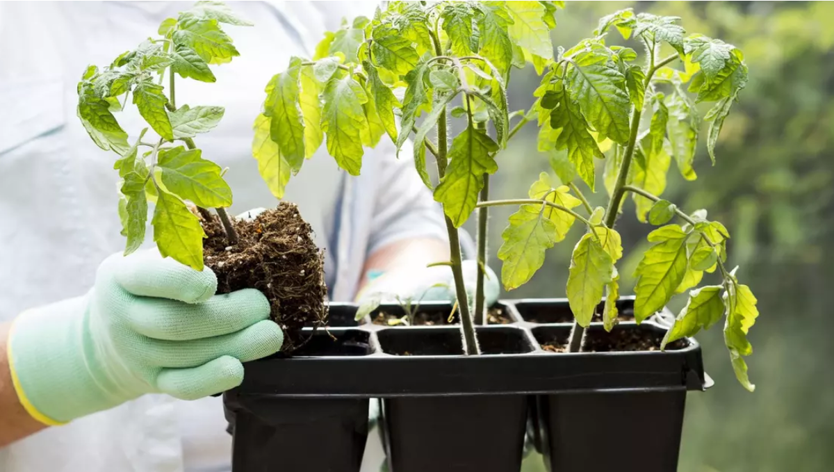 когда высаживать томаты на рассаду. когда высаживать томаты на рассаду. когда высаживать томаты на рассаду. рассадка рассады томатов. когда высаживать томаты на рассаду.