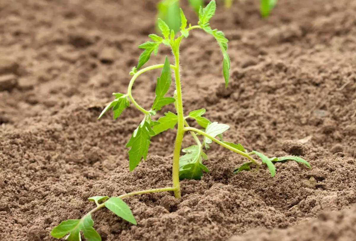 пикировка томатов. рассада томатов в горшочках. посев семян помидор на рассаду. посадка семян на рассаду. посадка помидоров помидорной рассады.