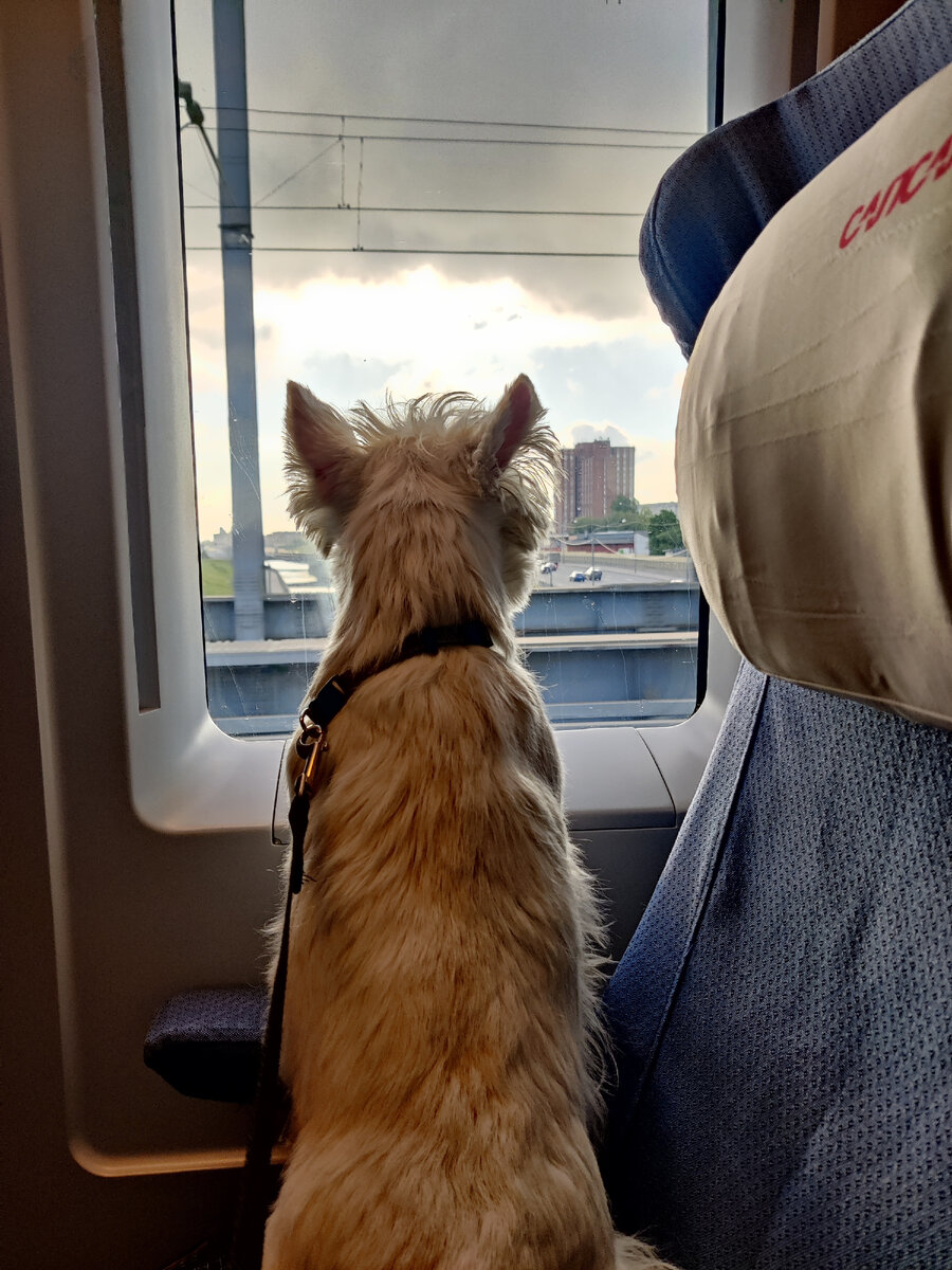 Хэнку около года. Возвращаемся из отпуска. 2021 год