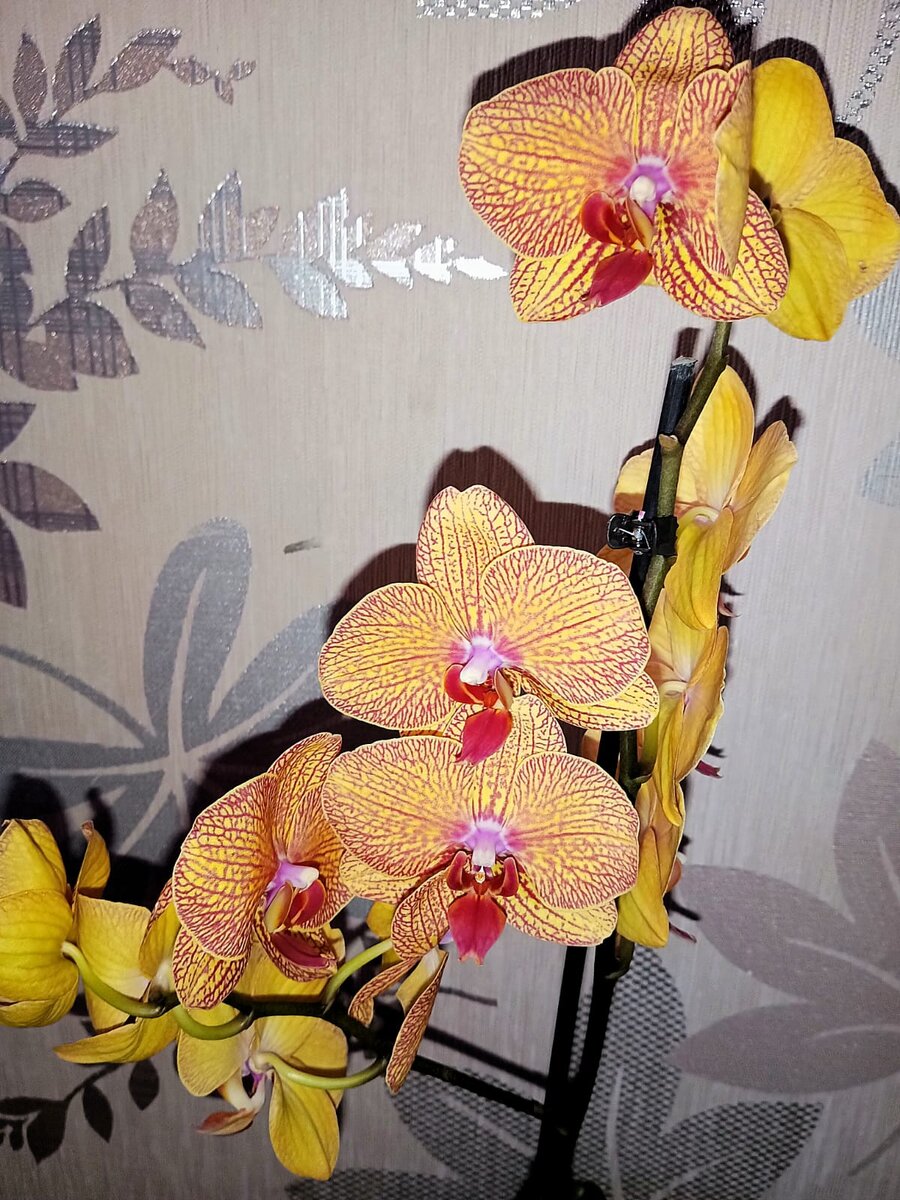 Очередная красавица в мою коллекцию)