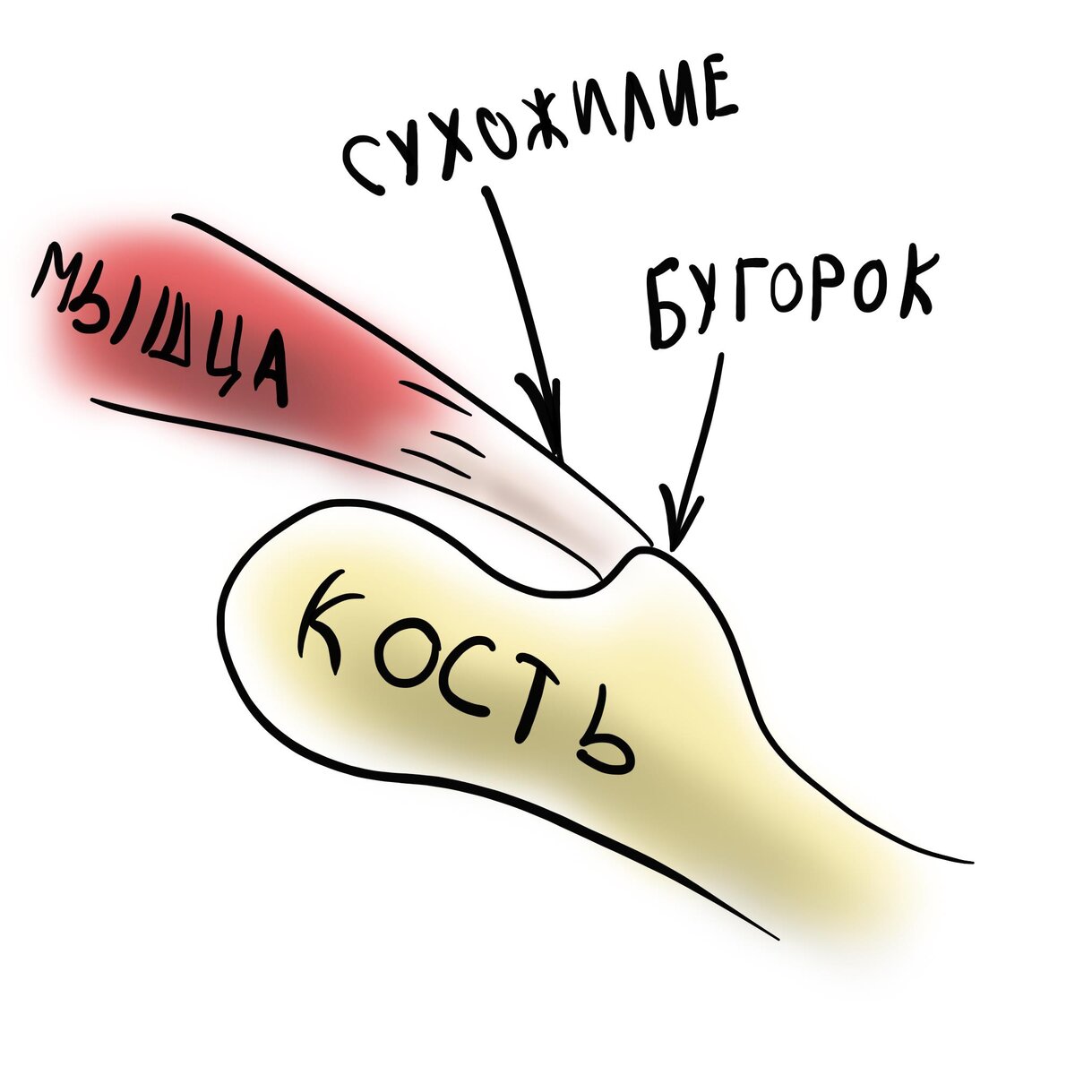 Мышца вытягивает кость