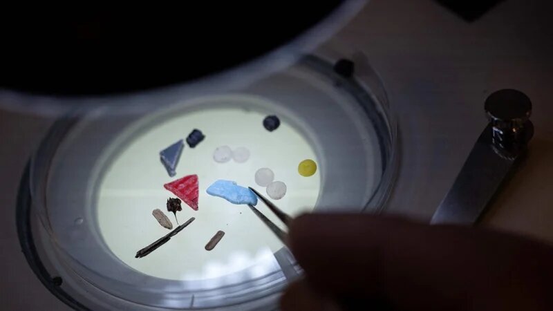 Директор Морского института Плимута профессор Ричард Томпсон анализирует частички микропластика через микроскоп в лаборатории Плимутского университета на юго-западе Англии, 27 февраля 2023 года. (BEN STANSALL/AFP via Getty Images)