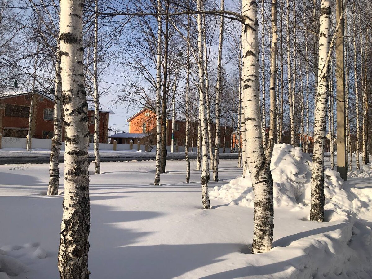 Фото автора. Берёзы Урая