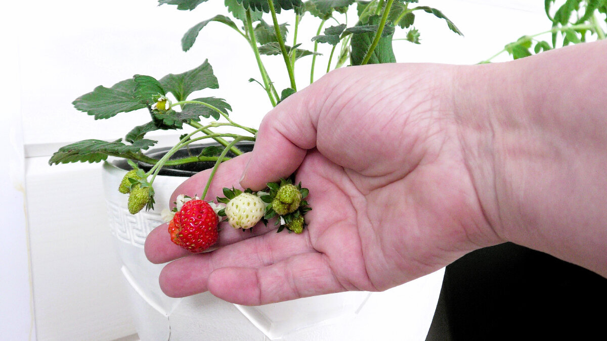 Добавьте описание