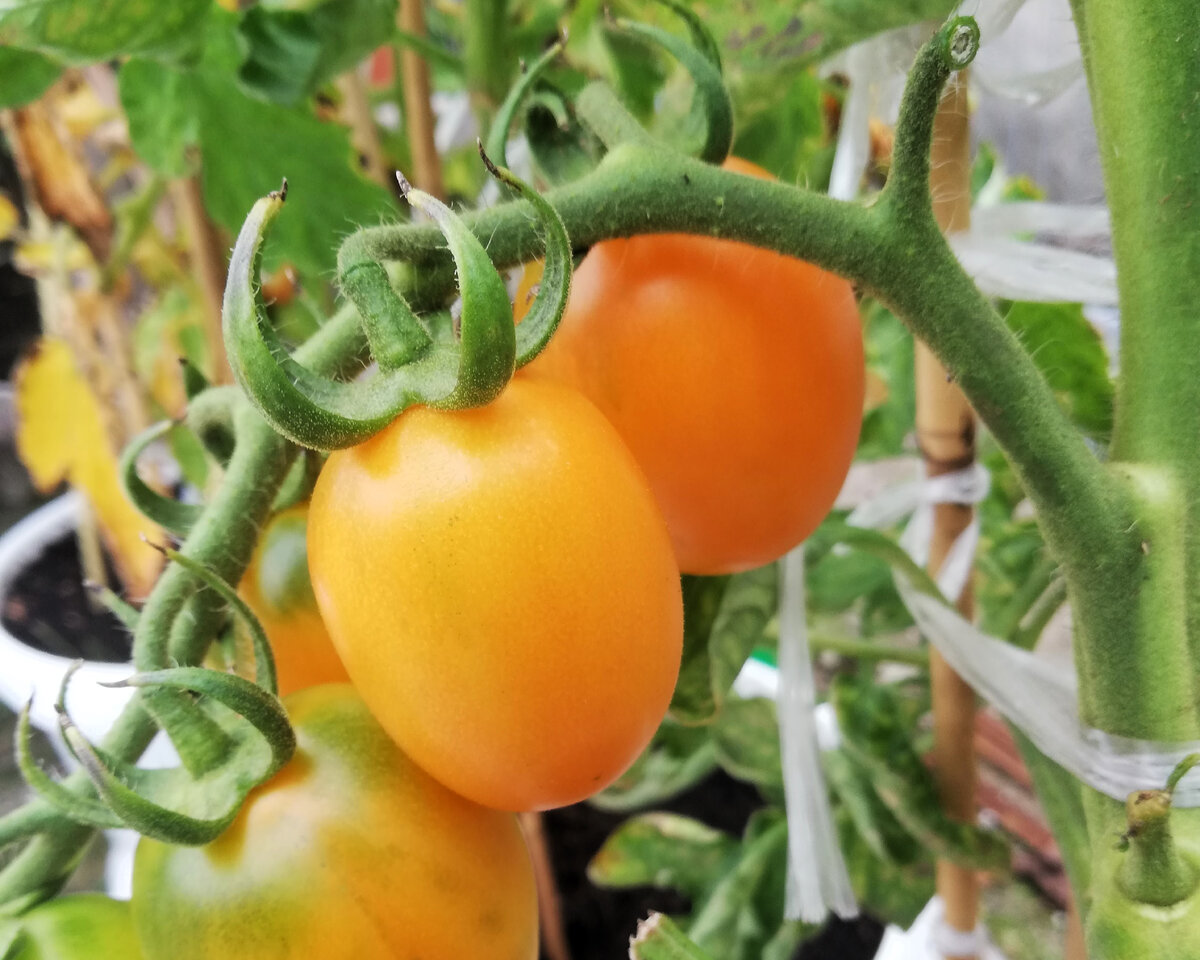 Купить семена Набор помидоров для консервирования — от НПО Сады Росcии