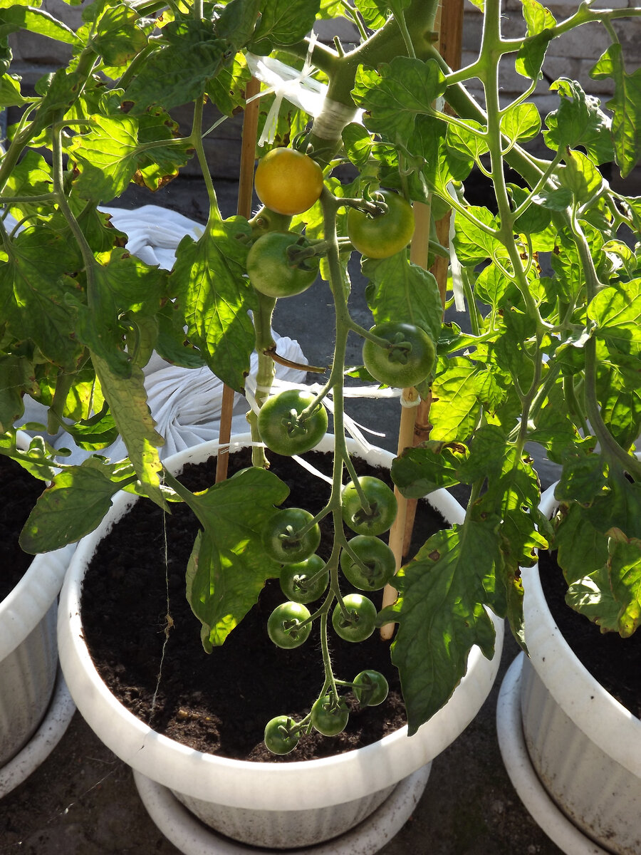 Томат "Рапунцель Косы золотые" в начале июля - там реально косы))) Но помидорки самые мелкие из тех, которые были в прошлом сезоне