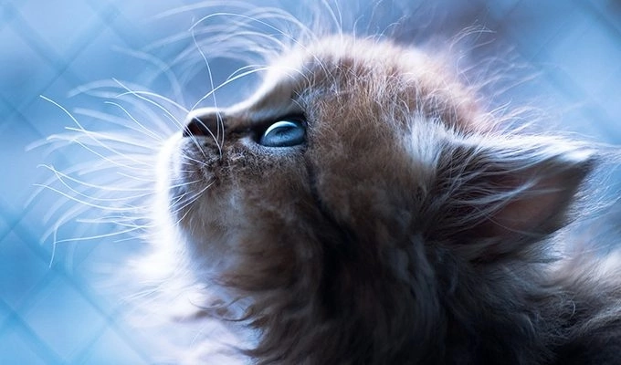 Фото из доступного источника