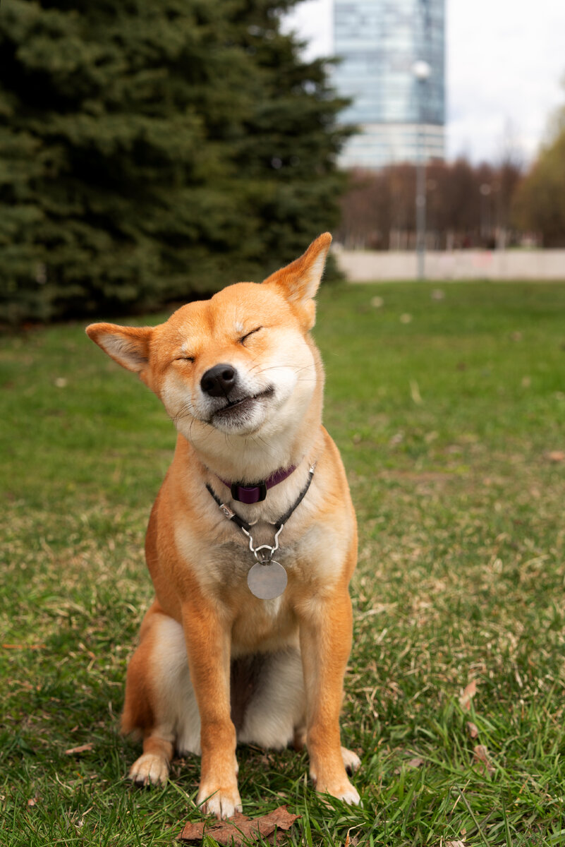 <a href="https://ru.freepik.com/free-photo/front-view-adorable-shiba-inu-dog_28475766.htm#fromView=search&page=1&position=22&uuid=efd12c74-50c2-42ed-9896-718173723090">Изображение от freepik</a