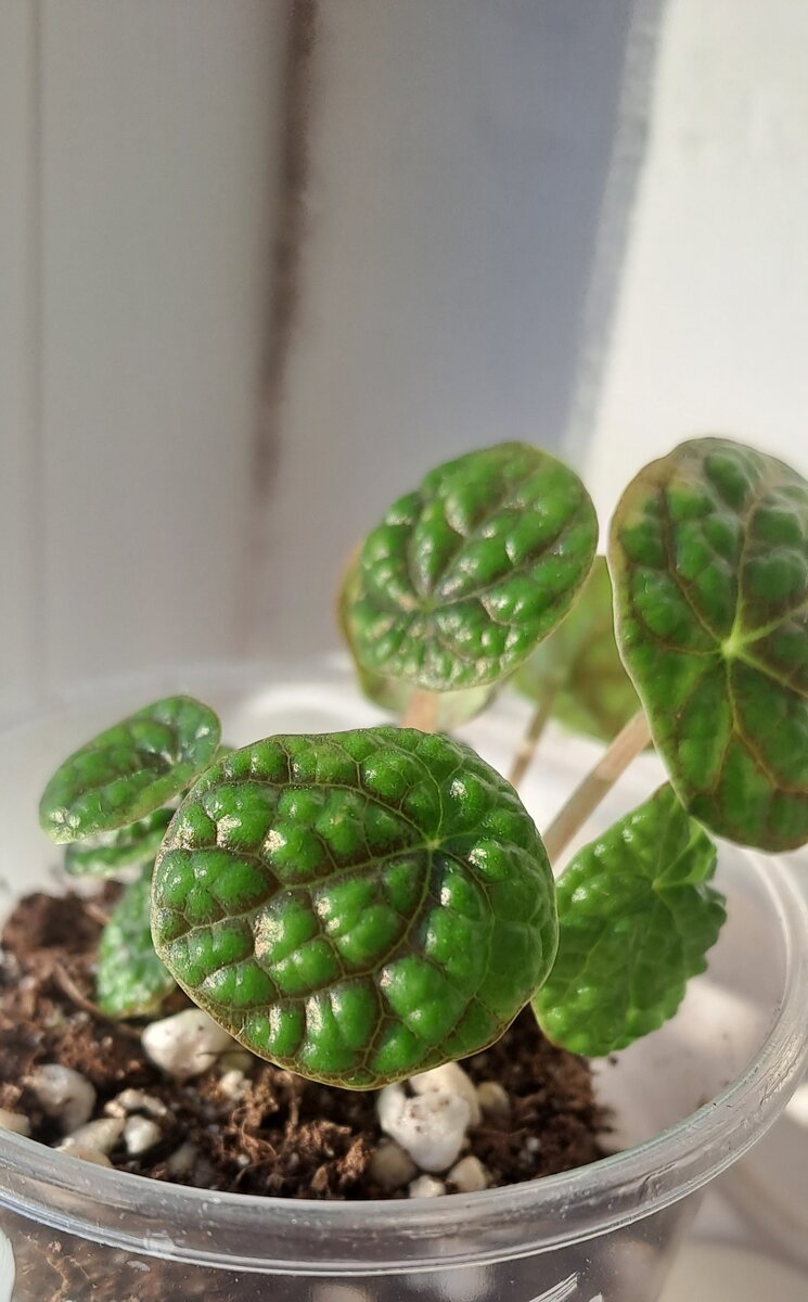 Пеперомия Green Bubble. Пузырьки уже видно на таких малышах (фото автора)

