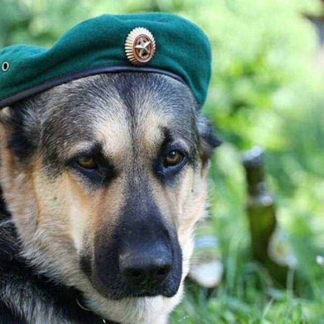 Пес-пограничник))