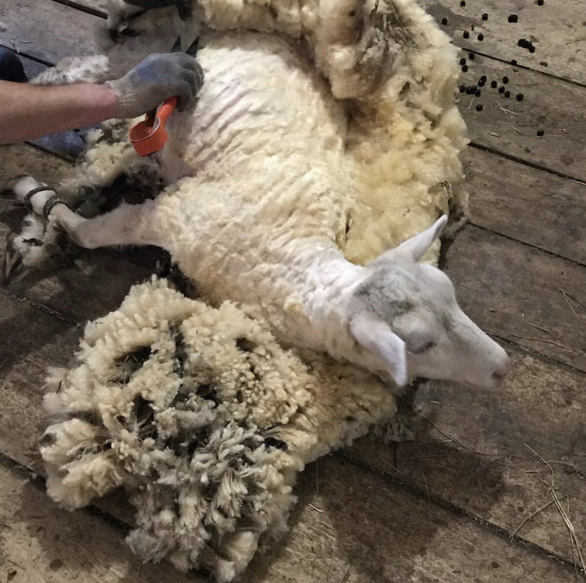 Тот самый Яшка